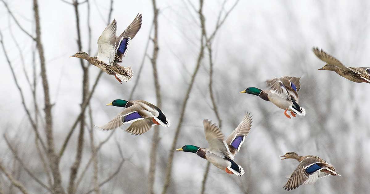 Why Arkansas’s best duck hunting woods are drowning